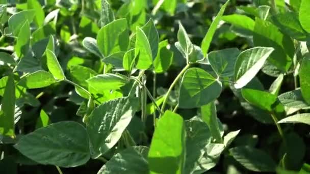콩밭에서 식물에 동영상 — 비디오