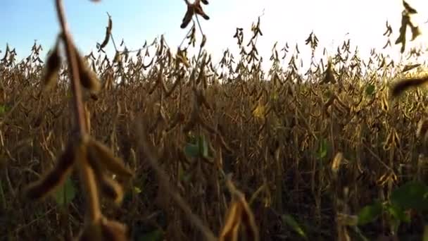 Plantação Soja Agrícola Dia Ensolarado Planta Soja Casulos Soja Filmagem — Vídeo de Stock