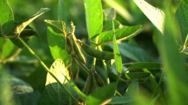 Green Soy Pods Close Video — Stock Video