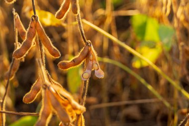 Olgun soya tohumları. Olgun soya fasulyesi bitkisine yakın çekim. Tarım.