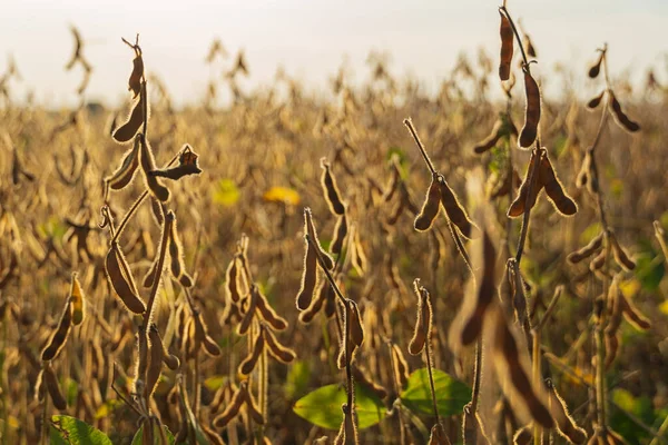 A field of ripe soybeans. Ripe soybeans in industrial field.