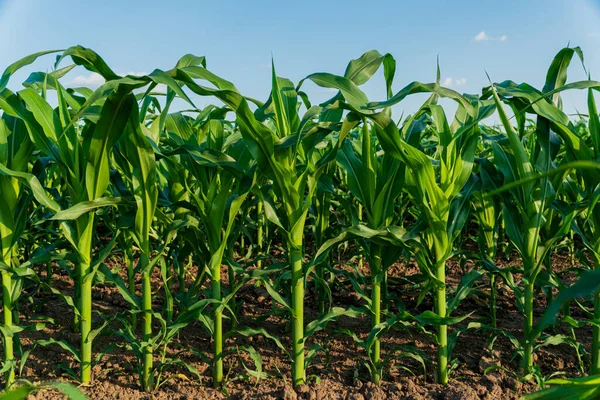 Corn field. A corn plant grows in the field. Corn stalks.