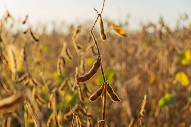 Olgun soya fasulyesi çiftliği. Tarlada güneşe karşı olgun soya fasulyesi.