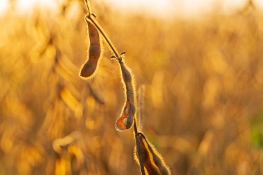 Gün batımında soya tarlası. Olgun soya tohumları güneşe karşı. Soya endüstrisi.