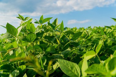 Büyüyen soya fasulyesi. Soya tarlası.