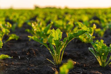Yeşil pancar filizleri. Şeker pancarı geniş bir alanda yetişir..