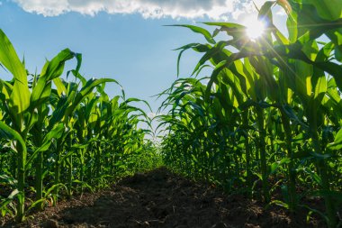 Tarlada sıra sıra mısır. Güzel mısırlar. Yeşillik mısır yaprakları. Mısır işi..