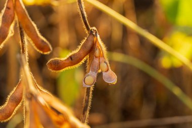 Olgun soya tohumları yakın plan..