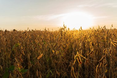 Güzel olgun soya fasulyesi tarlası. Soya fasulyesi tarlası güneşle aydınlanır..