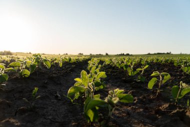 Gün batımında bir tarlada soya fasulyesi. Genç soya bitkilerinin yetiştirilmesi. Soya işi..