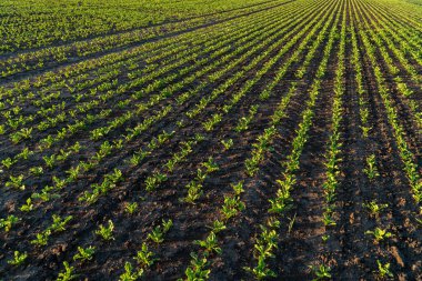 Genç şeker pancarı bitkileri büyük bir alanda yetişir. Güzel küçük şeker pancarı filizleri. Tarım arazisi gün batımında.