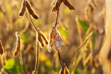 Gün batımında soya tarlası. Soya fasulyesi güneş tarafından aydınlatılır..
