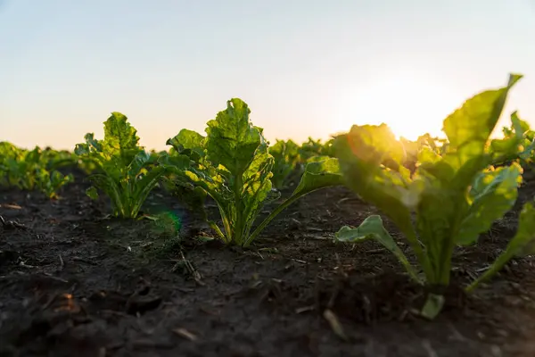 Sugar beet plants in a field at sunset. Cultivation of young sugar beet plants. Sugar beet business.