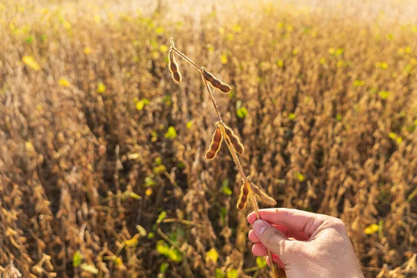 A farmer is holding a soybean stalk in the field. Soy field at sunset. Farmer in the agricultural field.