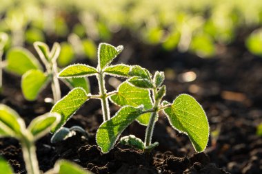 Yağmurdan sonra taze soya filizlenir. Küçük soya filizleri yakın plan. Organik gıda üretimi ve yetiştirilmesi.