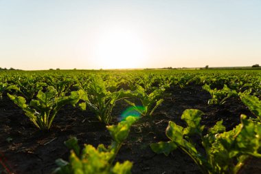 Küçük şeker pancarı filizlenir..