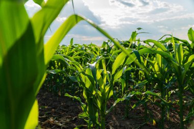 Yazın mısır tarlası. Güzel mısır bitkileri. Tarım imajı.