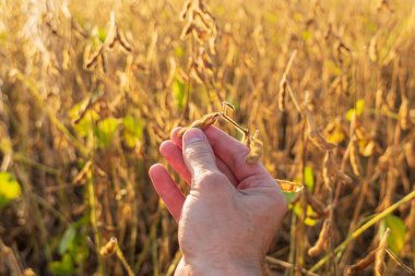 Soya tohumları bir çiftçinin elinde. Soya tarlasında tarım yapan çiftçi..