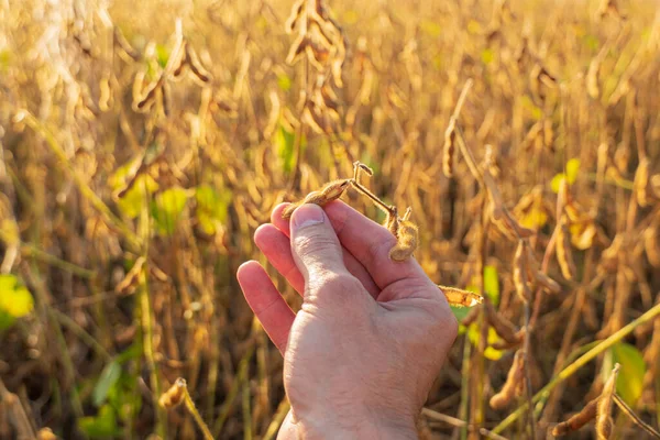 Soya tohumları bir çiftçinin elinde. Soya tarlasında tarım yapan çiftçi..