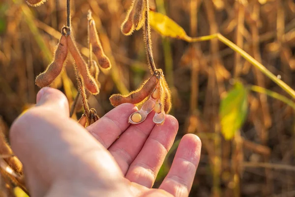 Farmer in a soybean field checks the harvest. Farmer holding soybean plant in hand in field. Agriculture concept.