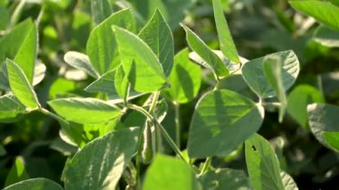 Yeşil fasulye kabukları. Tarlada soya yetişiyor. 4k görüntü.
