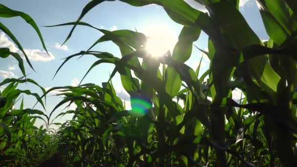 Kukuřičné Pole Krásný Obraz Kukuřičných Listů Záběry — Stock video