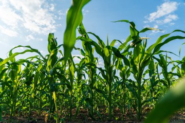 Mısır tarlası. Mısır bitkisi sapları.