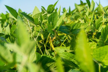 Saplı soya fasulyesi. Tarlada soya fasulyesi. Soya kapsülleri.