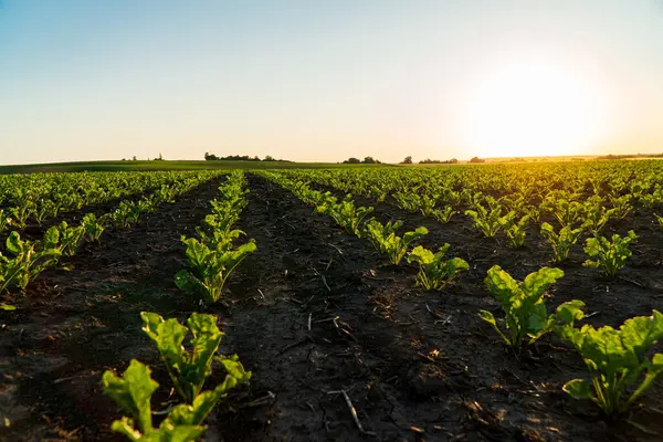 Small sugar beet sprouts grow in the field. Small sugar beet plants grow in the ground. Agricultural sugar beet field with sunset.