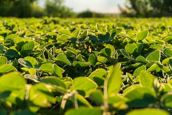Small soybean plants. Small lush soybean leaves. Growing soybeans in an agricultural field. Soybean crops.