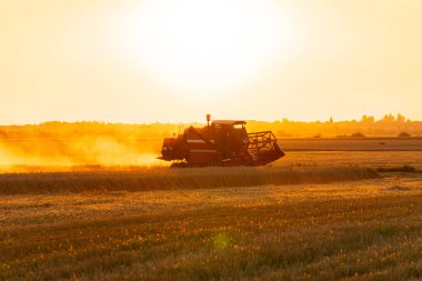 Bir tarlada hasat biçme makinesini birleştirin. Modern biçerdöver iş başında. Kırmızı hasatçıyı buğday hasadıyla gün batımını birleştirin.