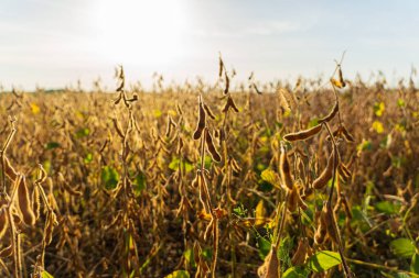 Olgun soya tarlası. Yaz zamanı güneş ışığına karşı soya tarlası görüntüsü.