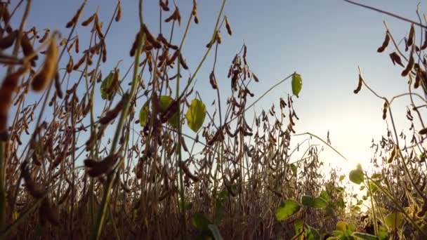 Vainas Maduras Soja Plantación Soja Atardecer Vídeo — Vídeo de stock