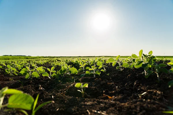 Small soybean plants grow in a field. Crops of soybean plants. Soybean seedlings. Agricultural field with plants.