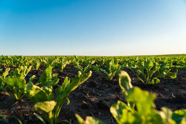 Small sugar beet plants grow in a field. Crops of sugar beet plants. Sugar beet seedlings. Agricultural field with plants.