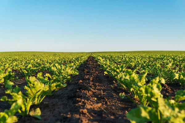 Agricultural field of sugar beet seedlings. Sugar beet sprouts grow in rows in a field. Cultivation of sugar beet plants.