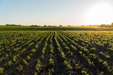 Genç soya fasulyesi tarlası. Soya filizli tarım tarlası.