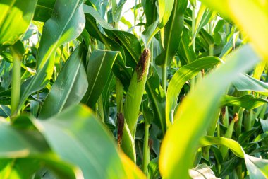 Mısır tarlası. Olgunlaşmamış mısır koçanları. Yeşil kulaklı tatlı mısır.