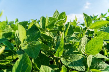 Soya tarlası. Olgunlaşmamış soya fasulyesi..