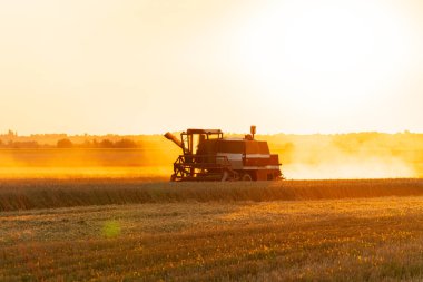 Buğday tarlasında çalışan hasat makinesini birleştirin. Gün batımında altın hasat tarlasında çalışan hasatçıyı birleştirin. Hasat konsepti.