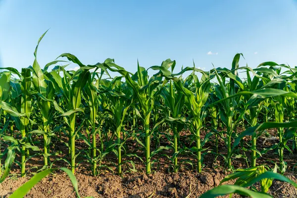 Corn field. Corn stalks. Immature corn plants.