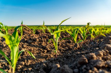 Gün batımında küçük mısır bitkileri. Tarım alanında mısır yetişiyor..