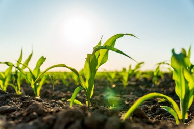 Bir tarlada yetişen mısır filizlerinin yakın çekimi. Genç yeşil mısır bitkileri. Tarım mısır tarlası.