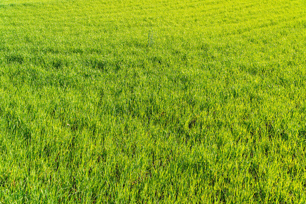 Field of young wheat. Green sprouts of wheat in the field. Cultivation of wheat..