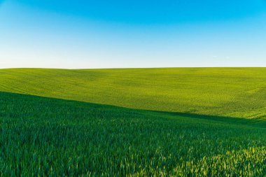 Dalgalı buğday tarlası. Endüstriyel ölçekte buğday yetiştiriyorlar. Büyümekte olan bir buğday tarlası.