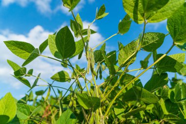 Olgunlaşmamış soya fasulyesi kabukları. Gökyüzü arkaplanına yakın soya fasulyesi kabukları.