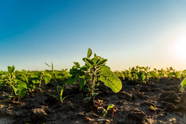 Soy sprouts grow in the field. Small soybean plants close-up. Agricultural field at sunset.