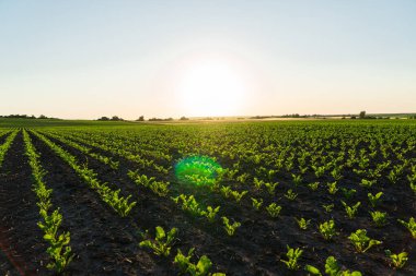 Tarlada taze pancar filizleri yetişiyor. Şeker pancarı bitkilerinin yetiştirilmesi. Şeker pancarı endüstriyel bir alanda yetişir..