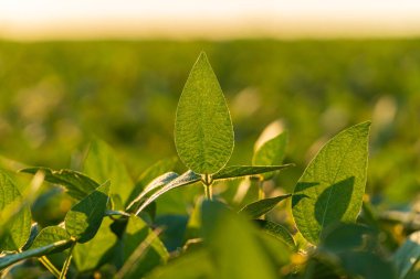 Soya fasulyeli tarla. Gün batımında güzel soya fasulyesi yaprakları.