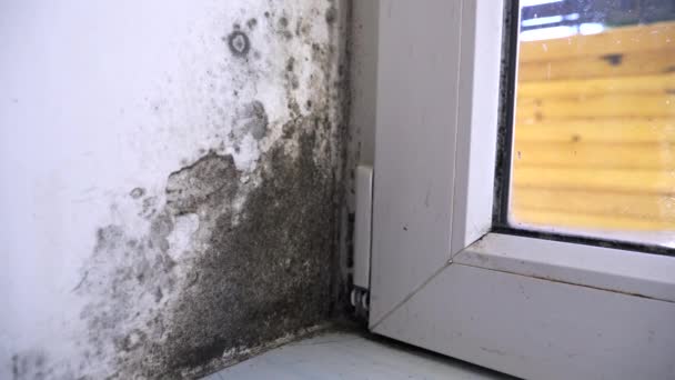 湿气正袭击着墙壁和窗户 黑色的霉菌堆积 湿度高 4K视频 — 图库视频影像